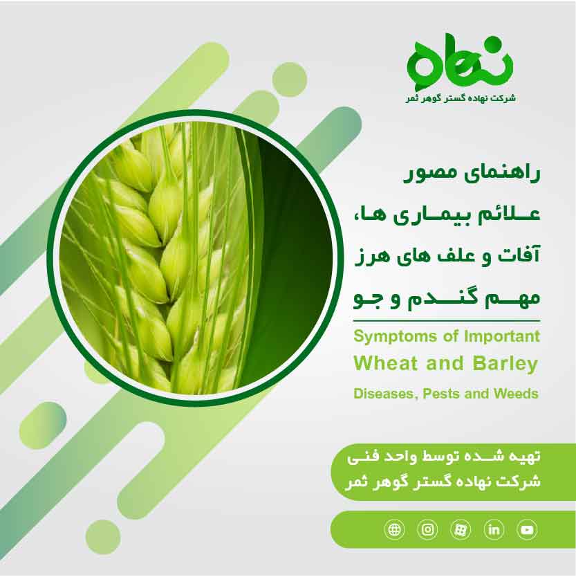 Symptoms of important disease and pests of Wheat and Barley